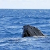 whale_humpback_v_01085_dom3299.jpg